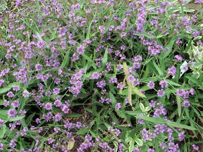 Verbena rigida